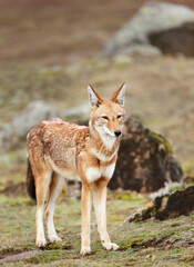 Rare and endangered Ethiopian wolf in the highlands of Bale mountains, Ethiopia