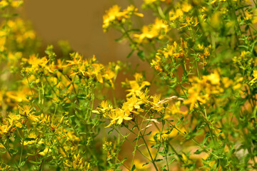 Obraz premium St. John wort, medicinal plant with flower