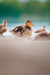 Kaczka Duck © Radosław Dybała