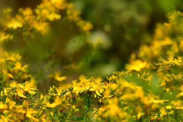 St. John wort, medicinal plant with flower