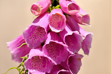 Foxglove, Digitalis purpurea, medicinal herb with flower