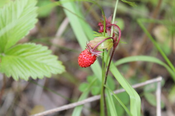 wild strawberry on a bush