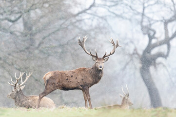 Red Deer in the falling rain in autumn