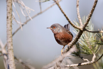 Close up of a perching Dartford warbler