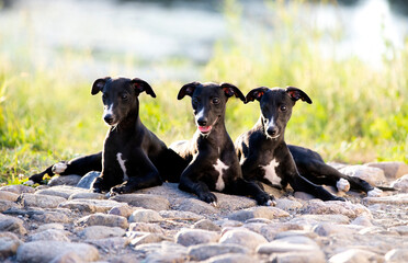 black whippet on the background of nature, whippet family, mom and puppies - obrazy, fototapety, plakaty