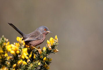 Close up of a perching Dartford warbler