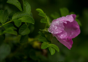 #flower, rose, nature, pink,