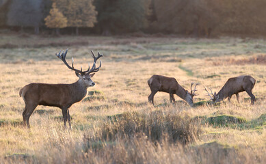 Red deer stags during a rutting season in autumn
