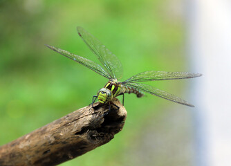 Close-up of a dragonfly sitting on a wooden stick