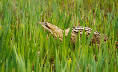 Close up of an Eurasian great bittern in reeds