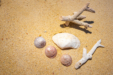 Fototapeta na wymiar Shells of many types and sizes are found on our shelling beaches. at the sunset and warm tone.