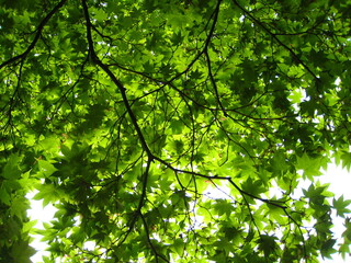 Fototapeta na wymiar 夏の紅葉　Autumn leaves in summer