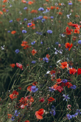 Wild field of flowers in blossom, red poppies. Nature concept, summer background