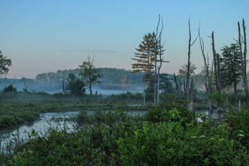 Fog on the Bog