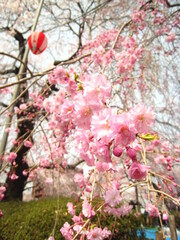 祭りと桜　Festival and cherry blossoms