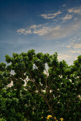 Fototapeta na wymiar Blue sky with under the shade of tall trees.