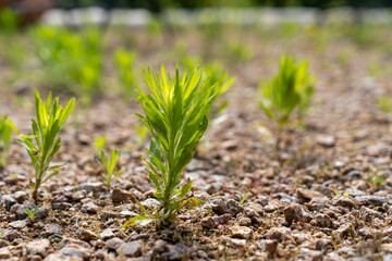 Bei Staufen im Sommer