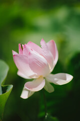 pink water lily