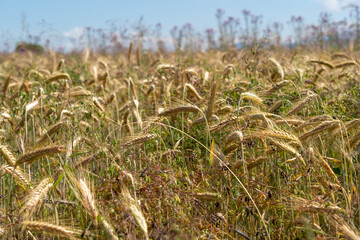 Bei Heitersheim -Staufen im Sommer