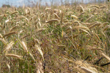 Bei Heitersheim -Staufen im Sommer