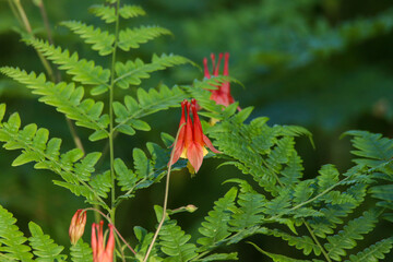 Columbine Through the Ferns