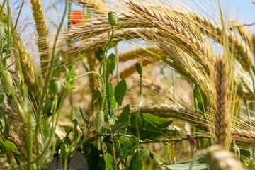 Bei Heitersheim -Staufen im Sommer