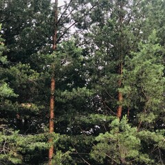 Fototapeta premium a tree in the garden