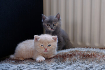portrait of a two little kittens are looking at the camera, cute creamy british shorthair kitten lies on a soft pillow behind him sits a little gray russian kitten