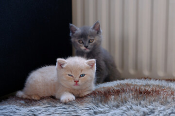 Obraz premium portrait of a two little kittens are looking at the camera, cute creamy british shorthair kitten lies on a soft pillow behind him sits a little gray russian kitten