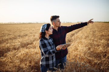 Naklejka na ściany i meble A man and a woman farmers stand in a ripe wheat field with a tablet. Ripe harvest concept. Two agronomists are checking the crop. The man shows the harvest.