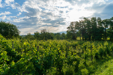 Bei Heitersheim -Staufen im Sommer