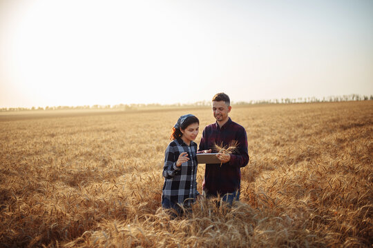 Two farmers are discussing the harvest in the field. Man and woman stand with tablet in the middle of the ripe golden wheat field checking the crop quality. Rural and agricultural concept.