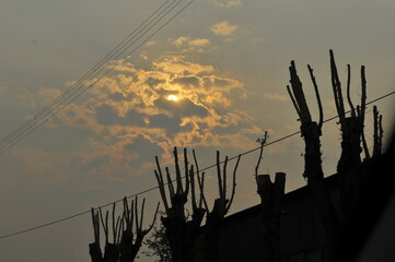 Cropped tree trunks against the sky