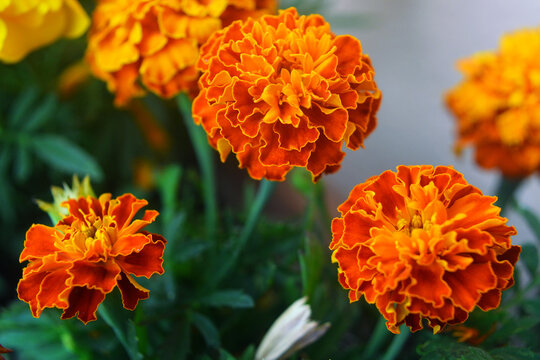 Close up of a group of orange and yellow marigolds