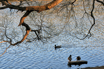 Ducks on the river, a tree branch above the water