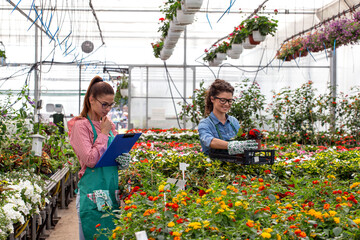 Two young woman florist working in nursery garden