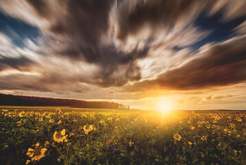 Rzepak © Radosław Dybała