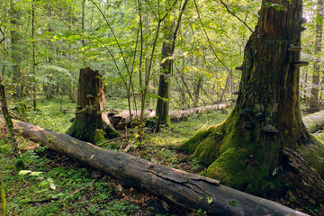Party declined broken spreuce trees