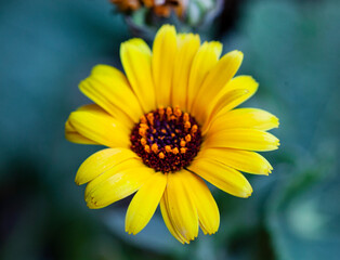 close up of single yellow calendula flower