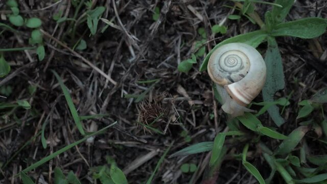 View from above. Cute Helix Aspersa snail slowly opens her brown horns creeping in summer green gress before rain. Forest slowly wildlife concept. Enjoy your life without rush