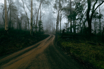 Fototapeta premium Dirt road in the forest leading into bend surrounded by tall gum trees in foggy bush mountain setting