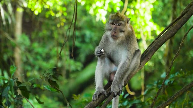 Monkeys in the natural environment. Bali, Indonesia. Long-tailed macaques, Macaca fascicularis