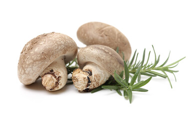 Shiitake mushroom on the White background 