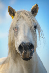 White draft horse with little flower behind ear