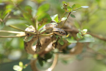 Fototapeta premium Many-spotted cat snake, large-spotted cat snake and marbled cat-eyed snake