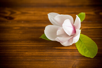 Fototapeta na wymiar one pink flower on a branch of blooming magnolia on a wooden table