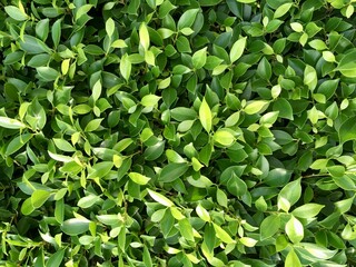 green leaves background