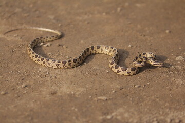 Many-spotted cat snake, large-spotted cat snake and marbled cat-eyed snake