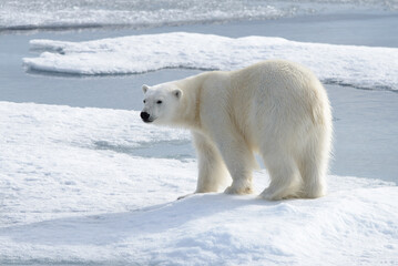 Naklejka na ściany i meble Wild polar bear on pack ice in Arctic