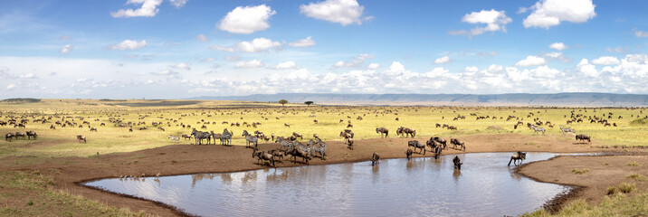 Panorama of zebra and wildebeest at a waterhole in the Masai Mara - obrazy, fototapety, plakaty